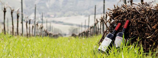 Wein & Spumante